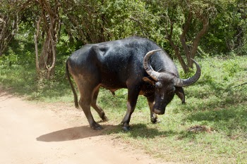 Black Water Buffalo Beside Dirt Road