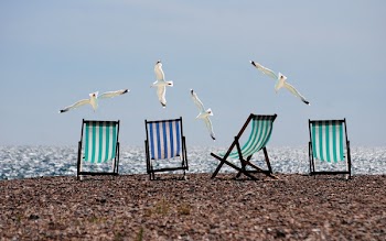 Black White and Blue Lounge Chair on and White Bird