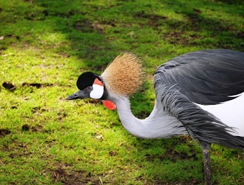 Black White and Gray Bird on Green Grass