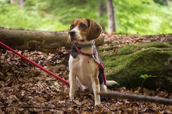 Black, White, and Tan Beagle Puppy Sitting on Floor at Daytime