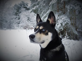 Black White and Tan Eas Siberian Laika Dog in Snow