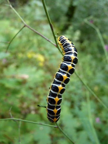 Black White and Yellow Caterpillar on the Stem