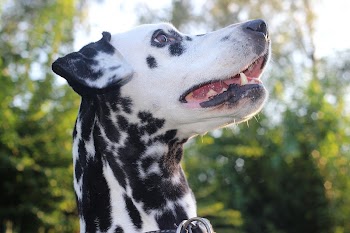 Black & white dog close | Free Photo - rawpixel