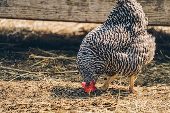 Black & White Hen