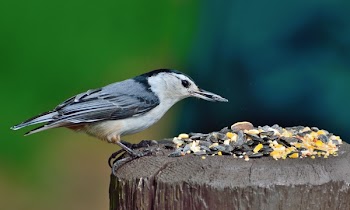 Black White Hummingbird