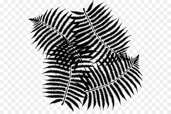 Black White M, Line, Leaf, Vascular Plant PNG