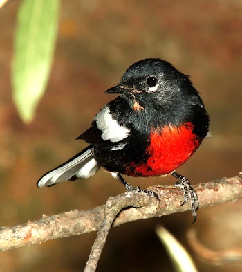 Black White Red Chested Bird Perched on Stem Closeup Photography during Daytime