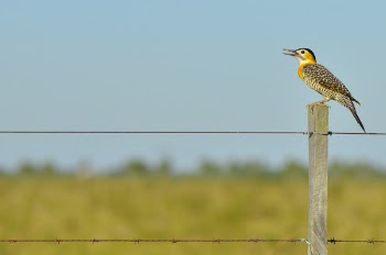 Black White Yellow and Gray Bird Standing on Brown Wooden Fence during Daytime