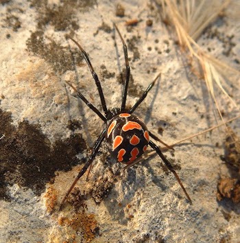Black Widow Spider on Gray Cement Wall