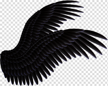 Black Wings (PNG) | Official PSDs