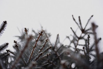 black withered tree