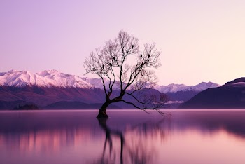 Black Withered Tree Surounded by Body of Water