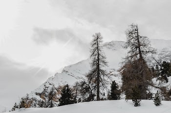 Black Withered Trees Across Snow-capped Mountain
