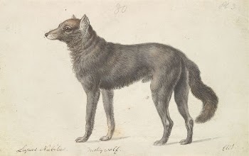 Black Wolf by Charles Hamilton | Free Photo - rawpixel
