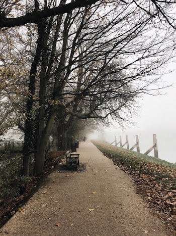 Black Wooden Bench Near Bare Tree