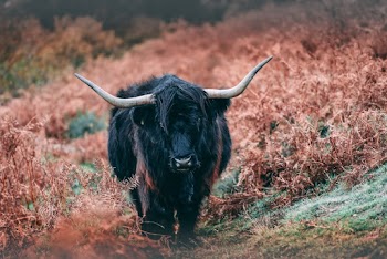 Black Yak on Plant Field