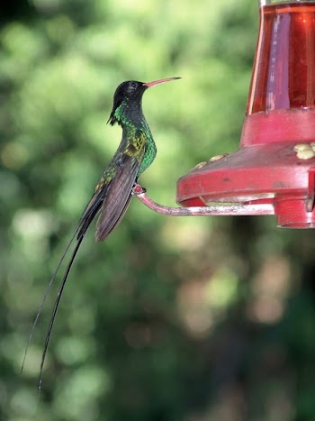 Black Yellow and Green Small Sized Bird on Red Steel Ornament