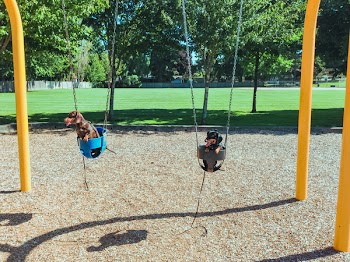 Black, Yellow, and Green Swing