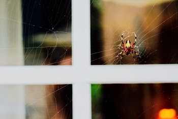 Black, Yellow, And Red Spider 