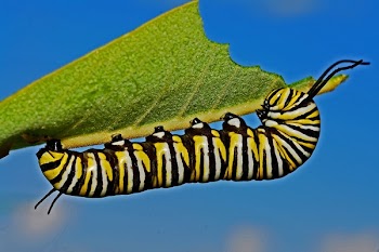 Black Yellow and White Monarch Butterfly Caterpillar