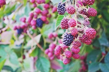 Blackberries
