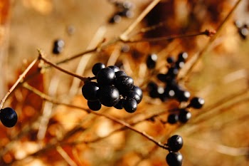 Blackberries