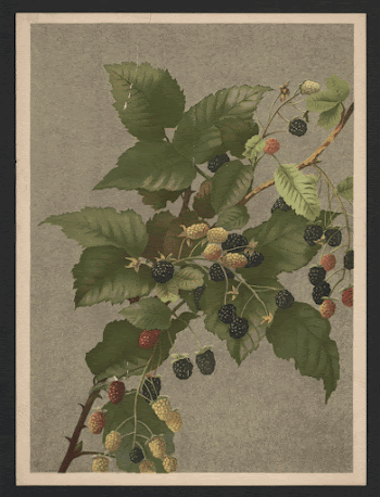Blackberries (1887) by L. Prang | Free Photo - rawpixel