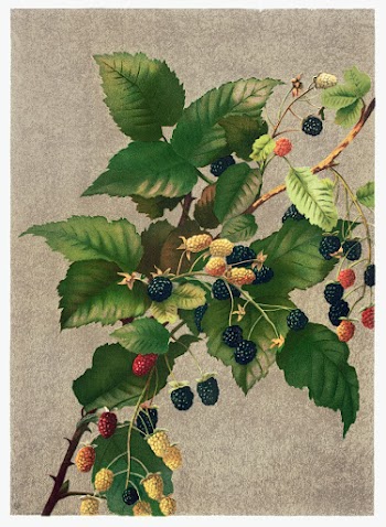 Blackberries (1887) in high resolution by L. Prang & Co. Original from The Library of Congress. Digitally enhanced by rawpixel.