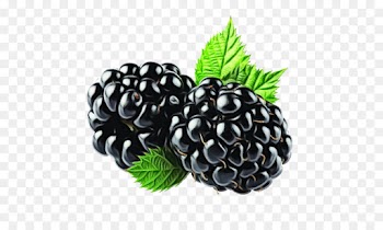 blackberry berry plant rubus fruit