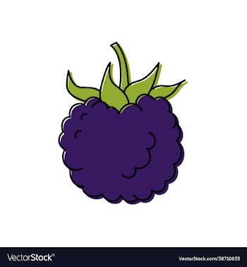 blackberry berry sketch color food icon