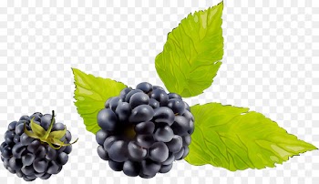 Blackberry Boysenberry Dewberry Fruit Bilberry -  