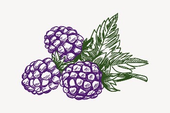 Blackberry clipart, drawing illustration vector. | Free Vector Illustration - rawpixel