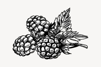 Blackberry clipart, drawing illustration vector. | Free Vector Illustration - rawpixel