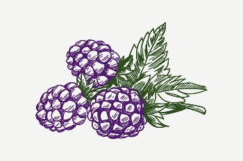 Blackberry collage element, vintage illustration | Free PSD Illustration - rawpixel