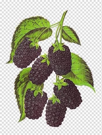 Blackberry Fruit , Amla transparent background PNG clipart