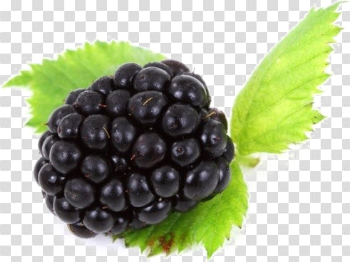 Blackberry Fruit Free PNG Image