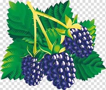 Blackberry Fruit , Mulberry child transparent background PNG clipart