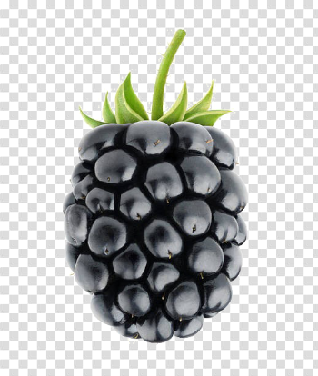 Blackberry Fruit PNG Image Background