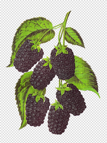 Blackberry Fruit Transparent Background PNG