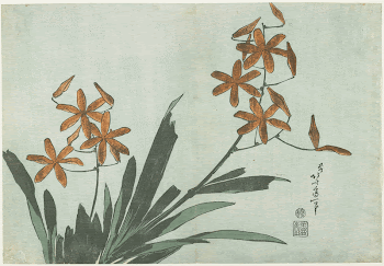 Blackberry Lily (ca.1833&ndash;1834) in high | Free Photo - rawpixel