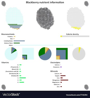 Blackberry nutrient information vector image