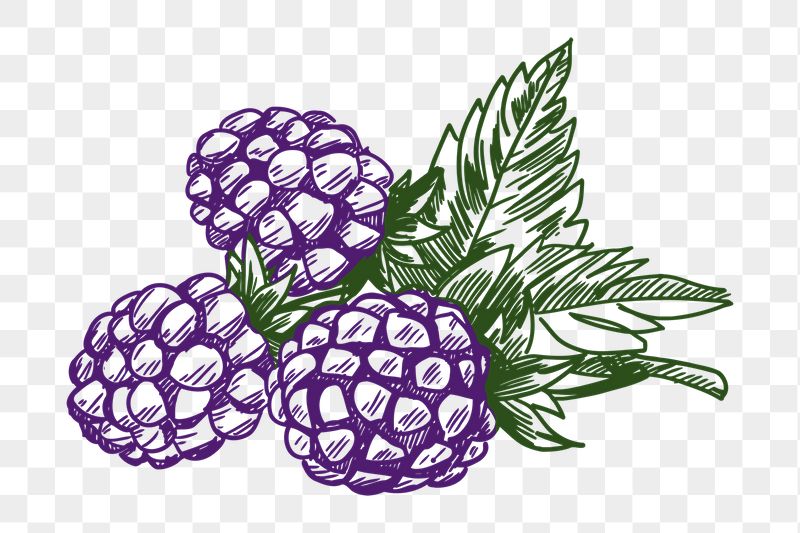Blackberry png sticker illustration, transparent | Free PNG - rawpixel