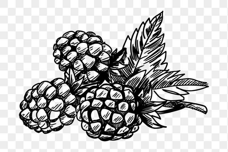 Blackberry png sticker illustration, transparent | Free PNG - rawpixel