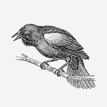 Blackbird drawing, animal vintage illustration | Free PSD - rawpixel