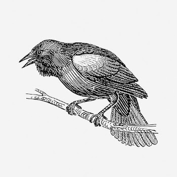 Blackbird drawing, vintage animal illustration. | Free Photo - rawpixel