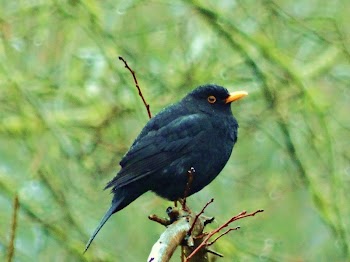 Blackbird | Free Photo - rawpixel