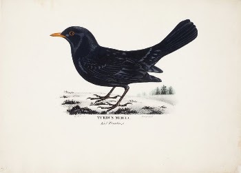 Blackbird, male, 1828 - 1838, | Free Photo - rawpixel