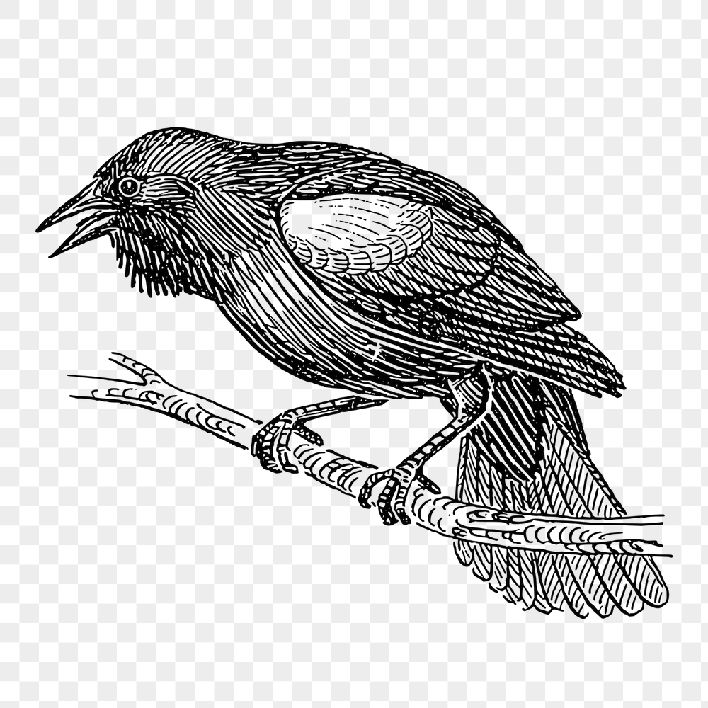 Blackbird png sticker, animal vintage | Free PNG - rawpixel