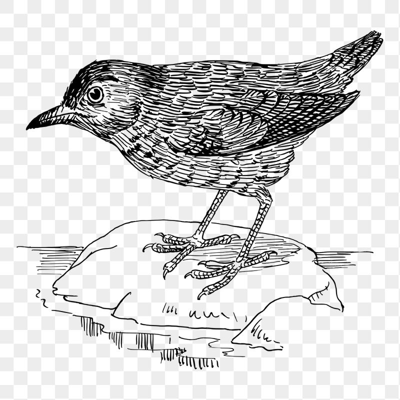 Blackbird png sticker illustration, transparent | Free PNG - rawpixel