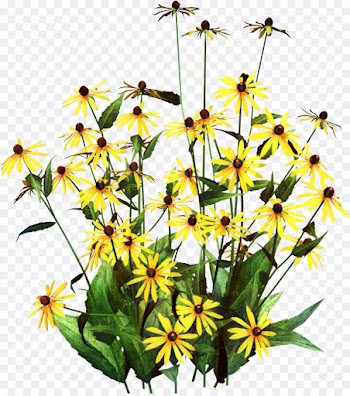 Blackeyed Susan, Garden, Flower, Flowering Plant PNG